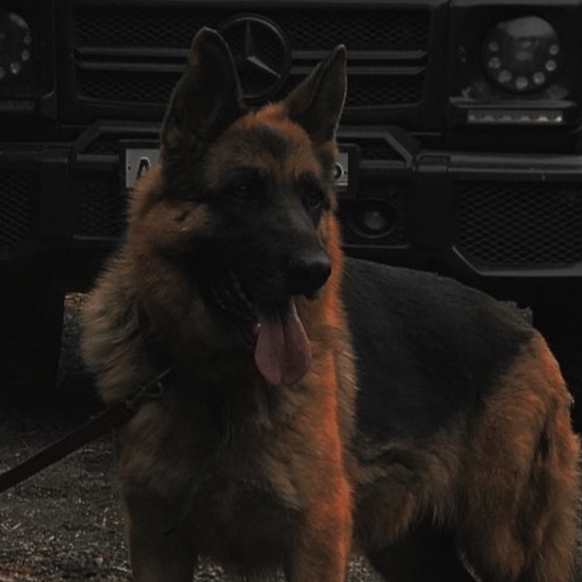 Rocky pet dog Dopple.ai