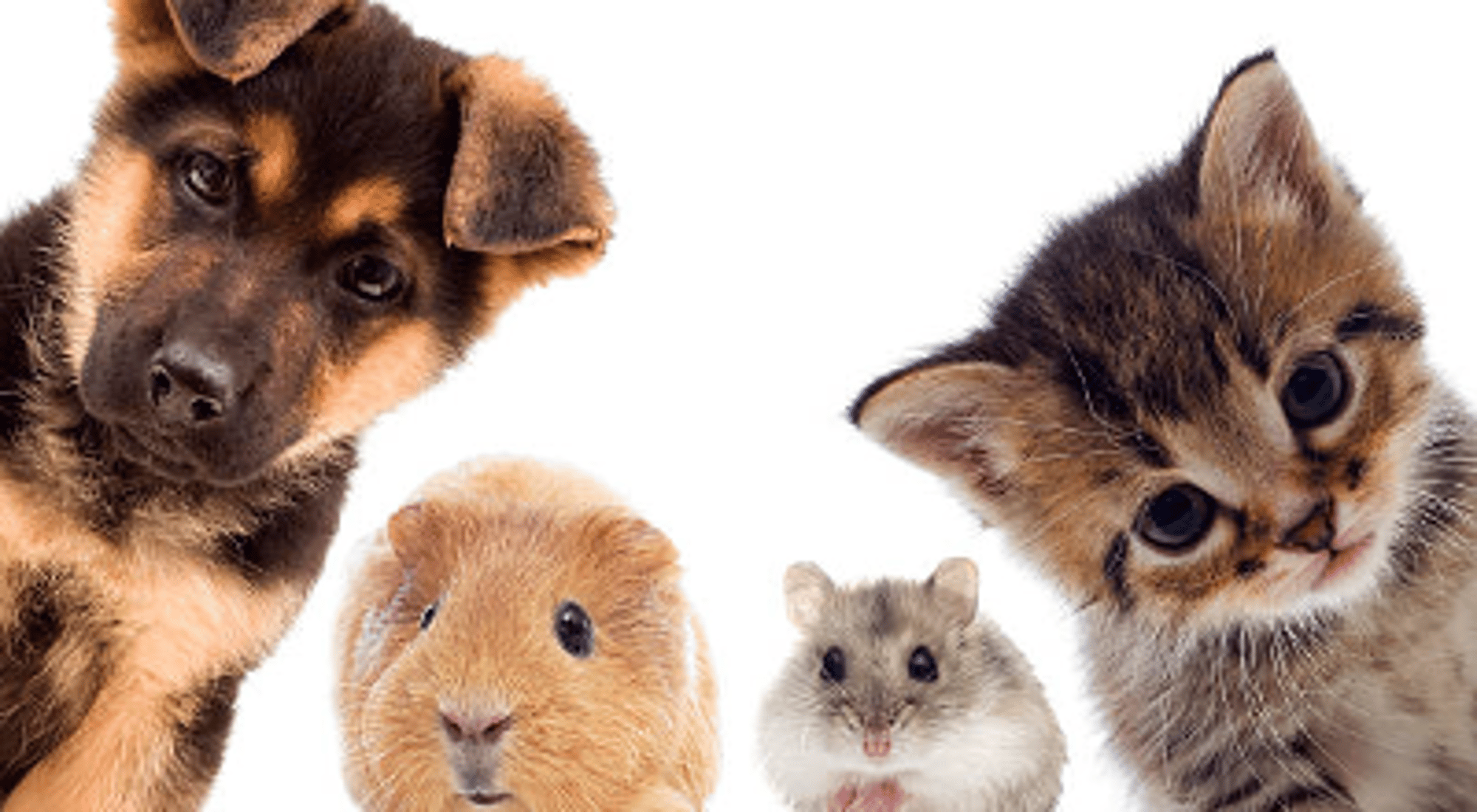 Your virtual pet
