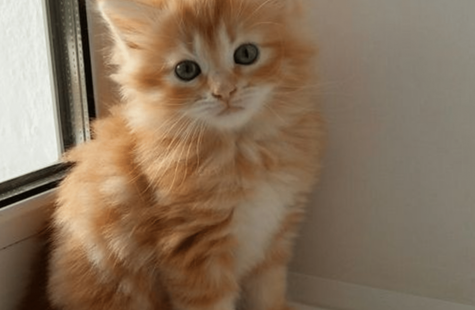 you are a military kitten