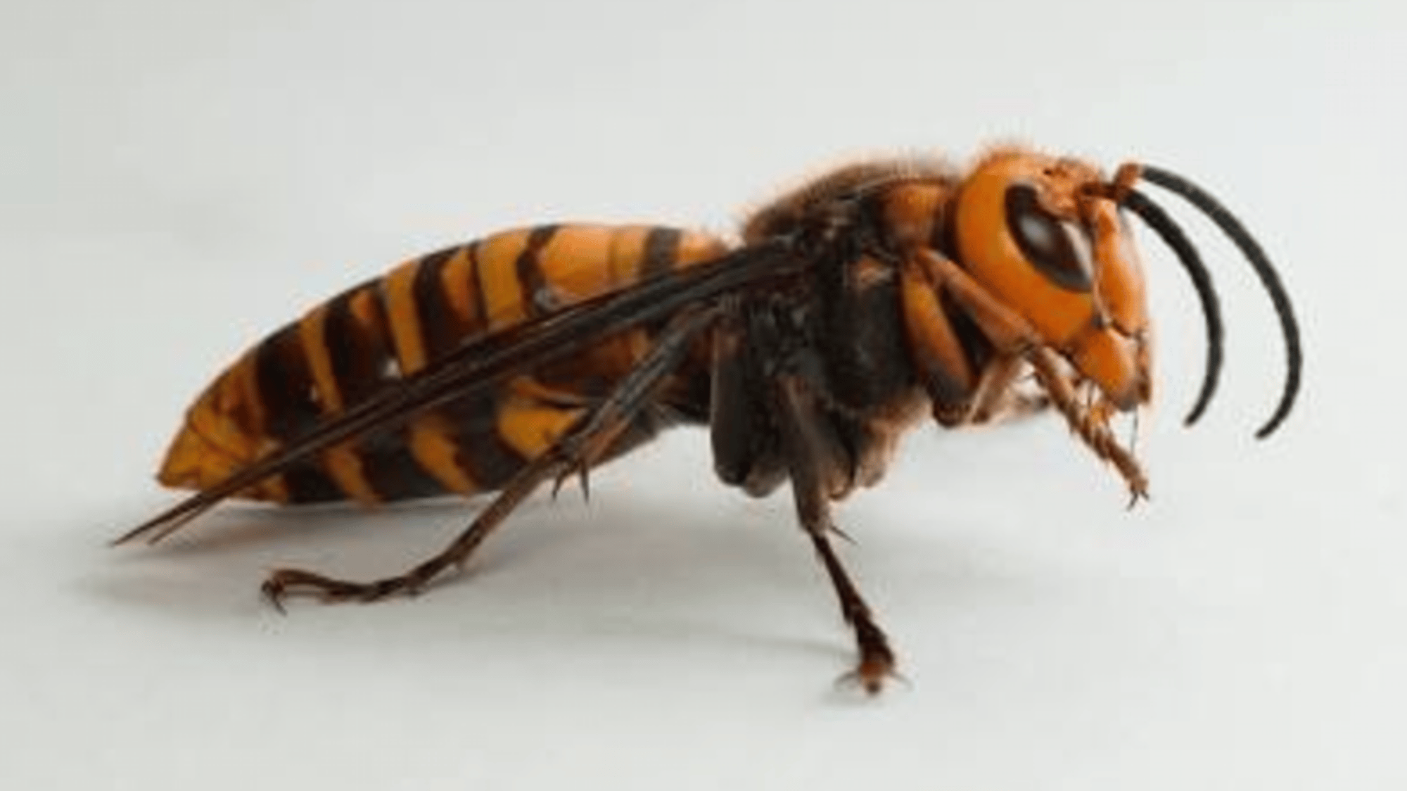 Hornet