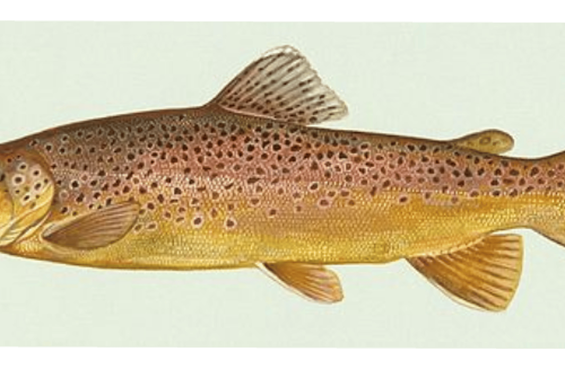 Trout