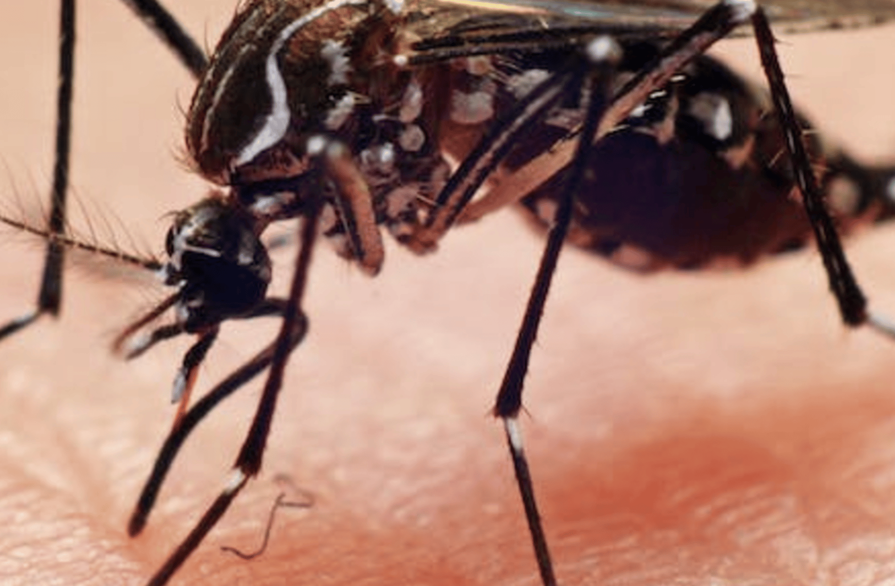 Mosquito