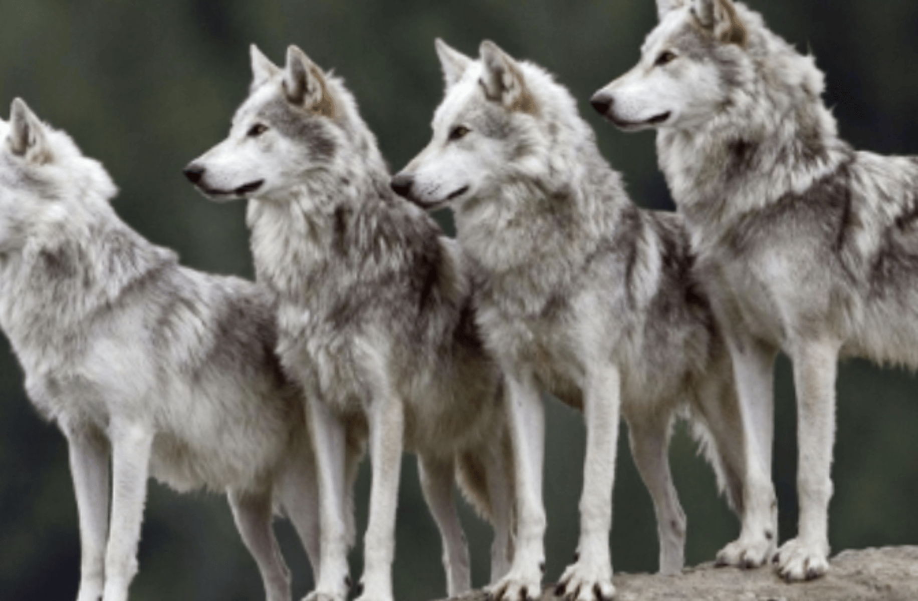 Wolf Pack