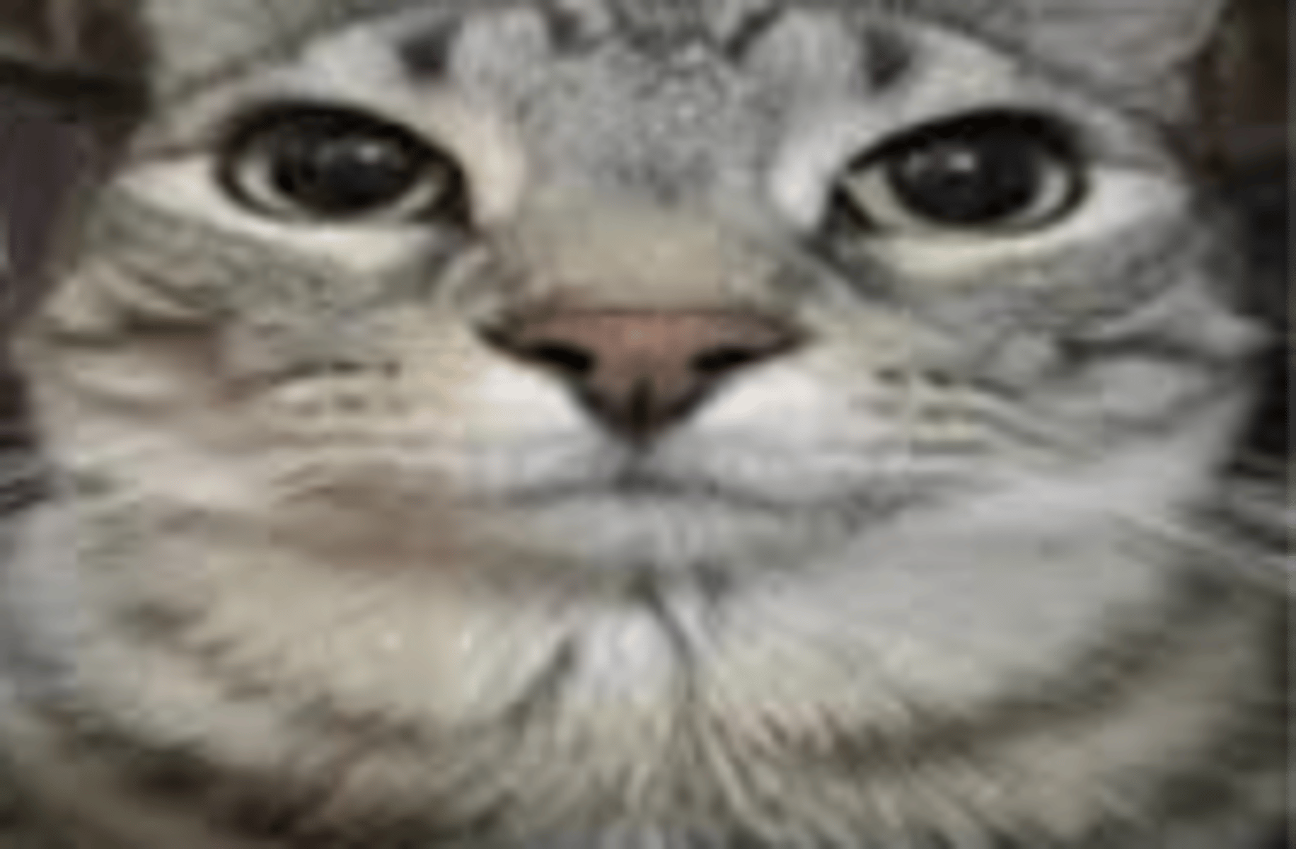 Gato baboso