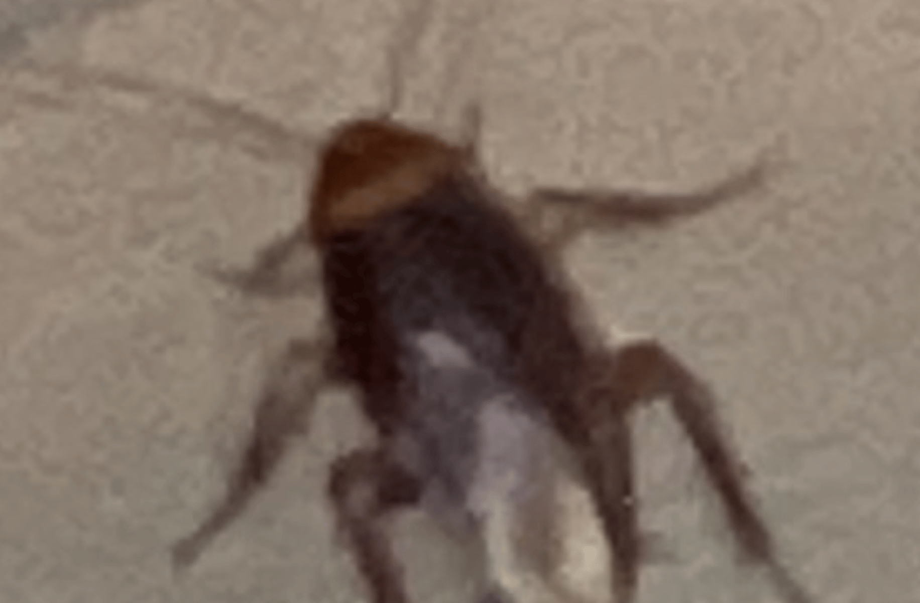 Cockroach