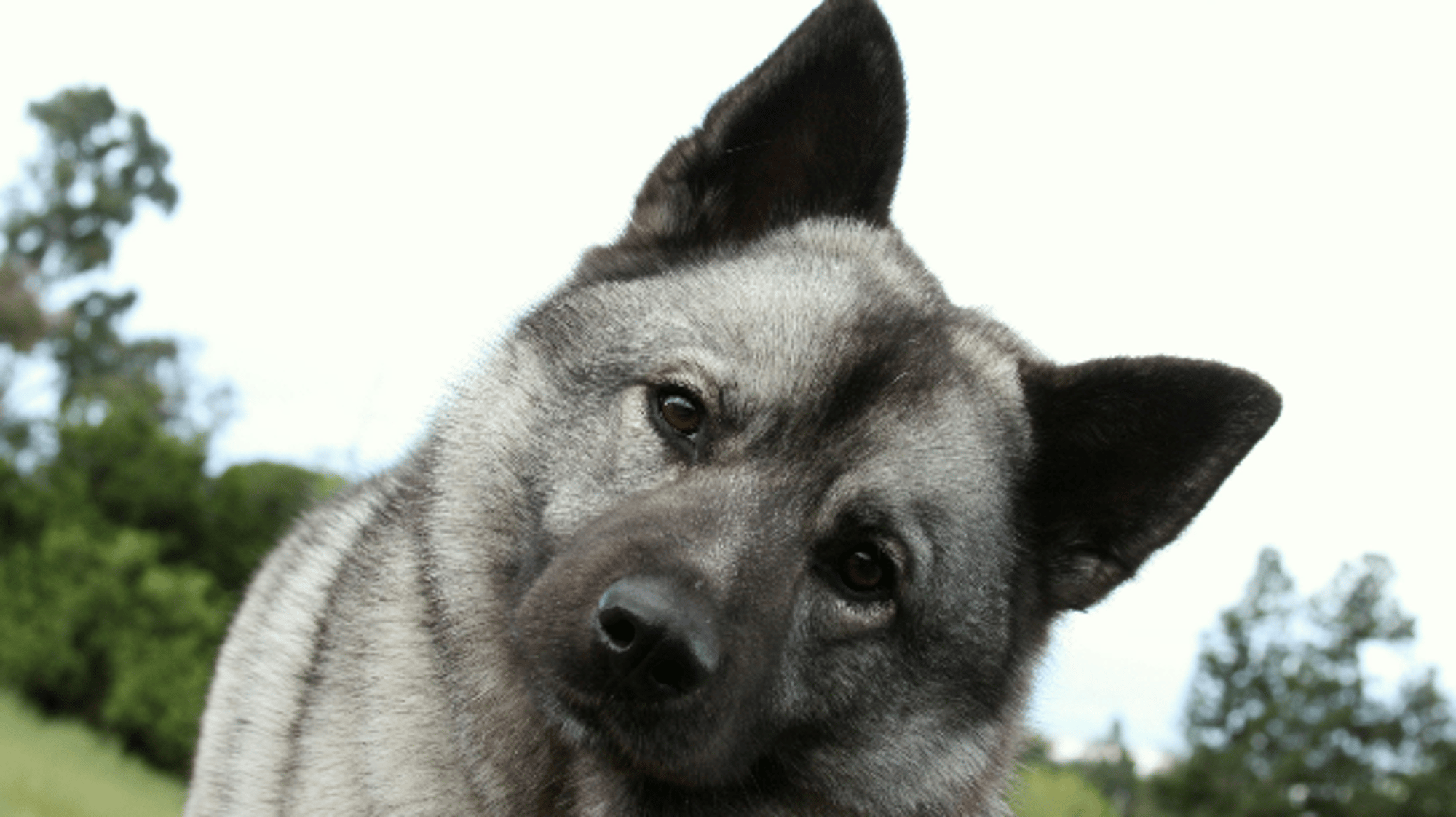 Norwegian Elkhound