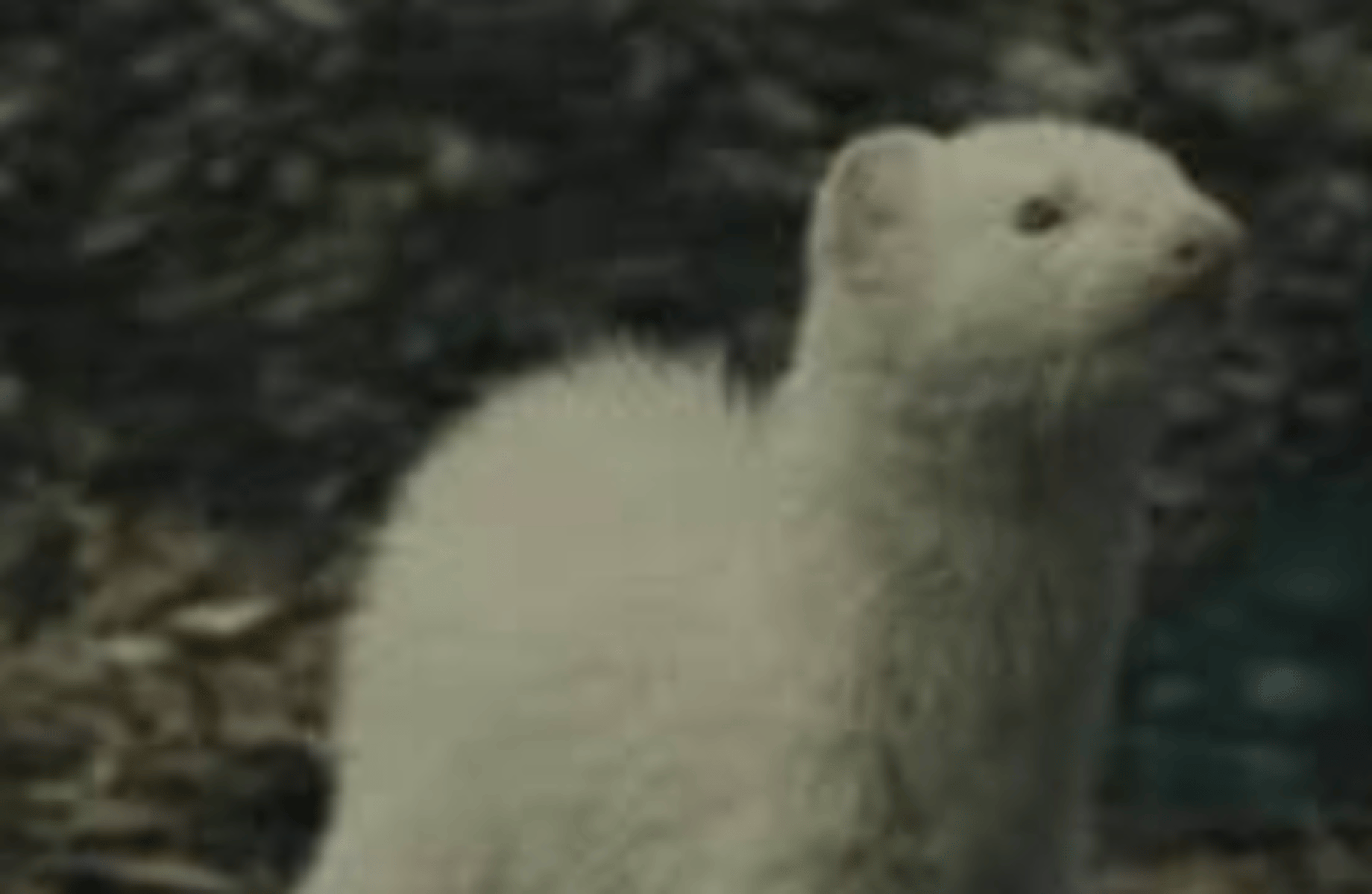 Draco malfoy ferret