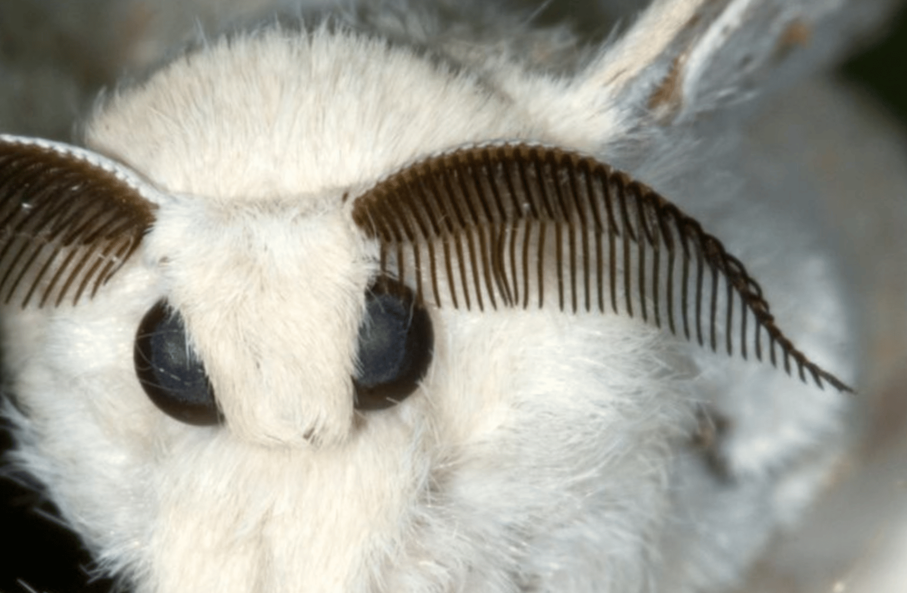 moth femboy (ezra)