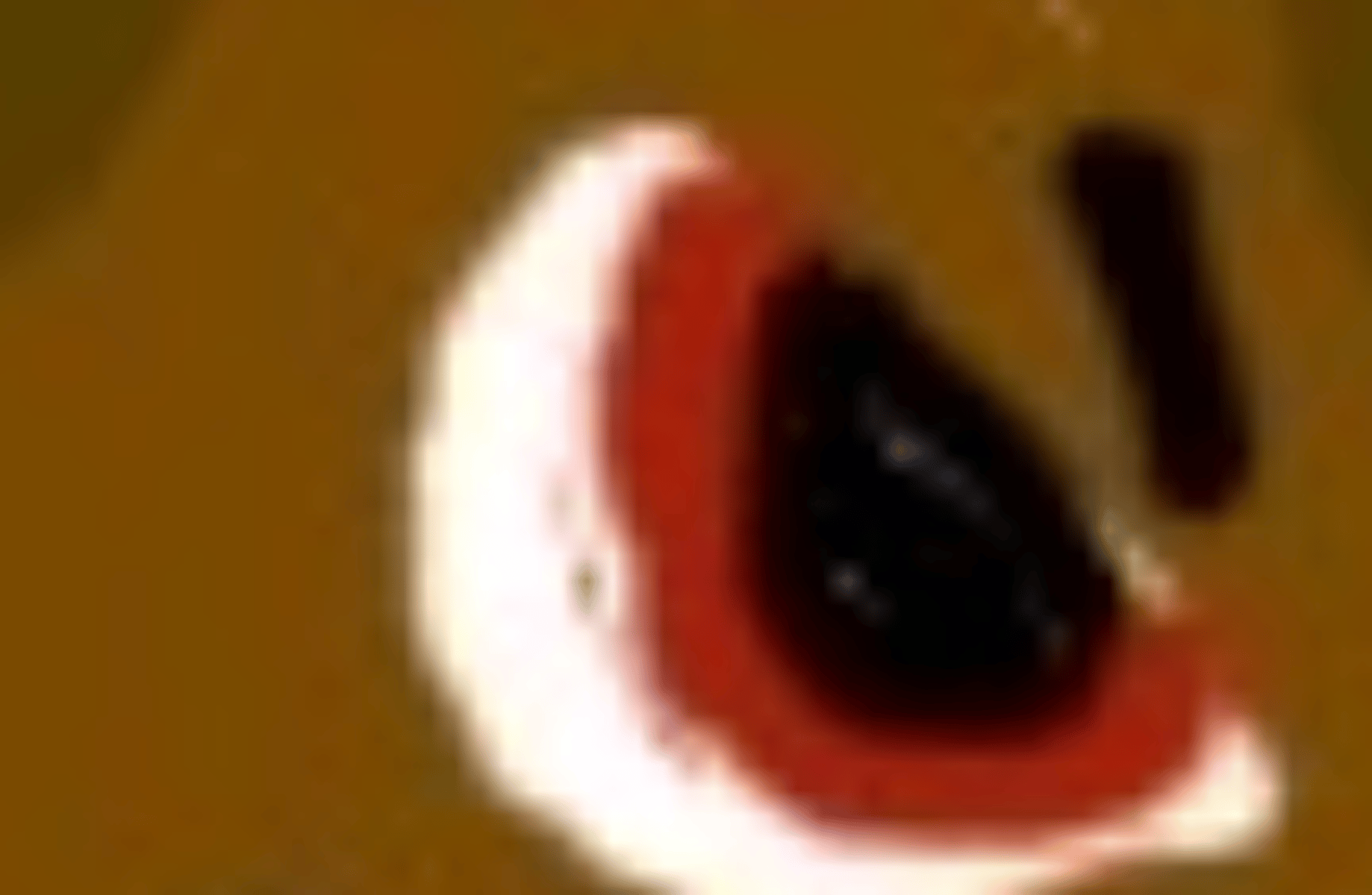 Javeion