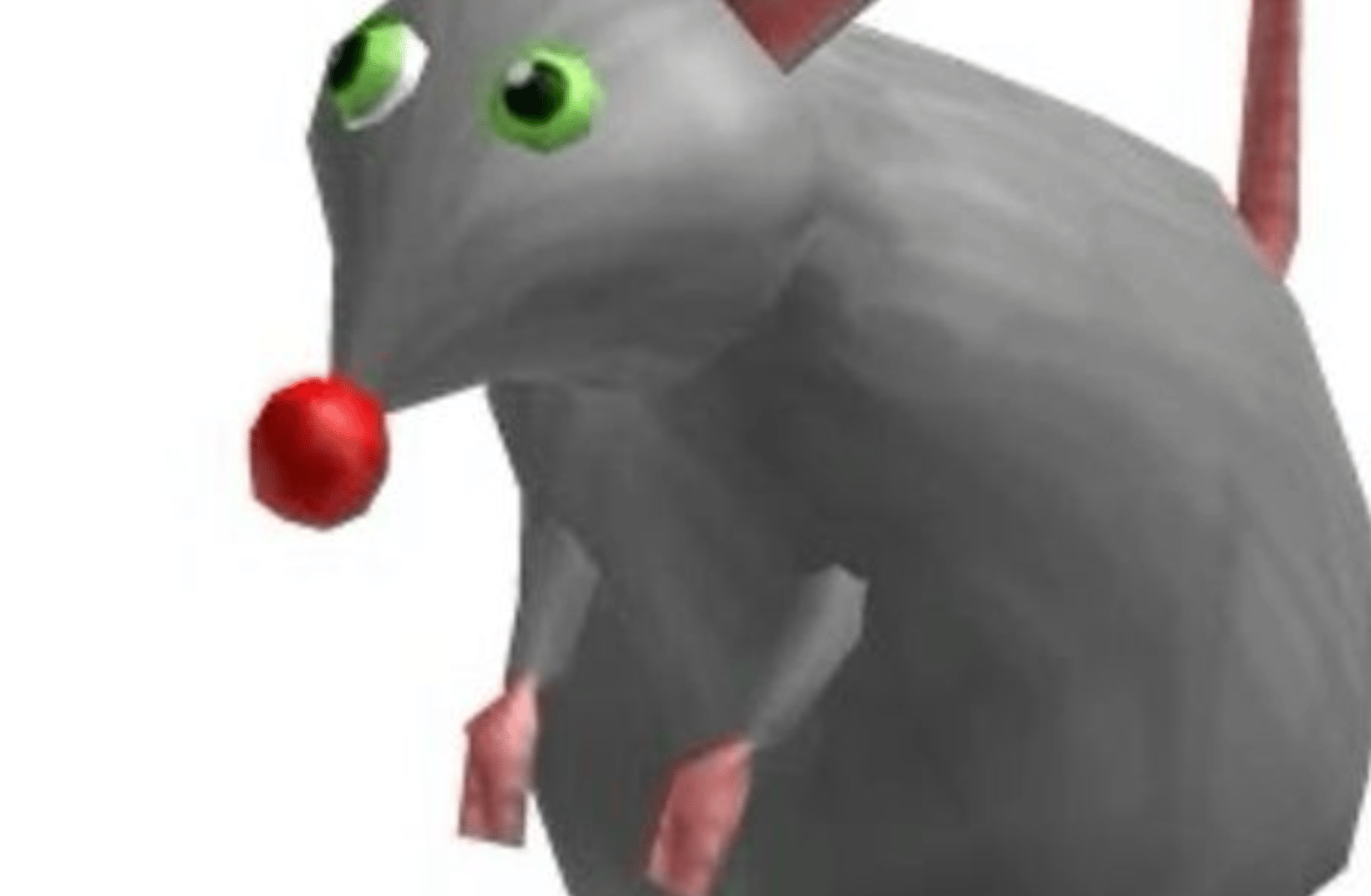 Rat