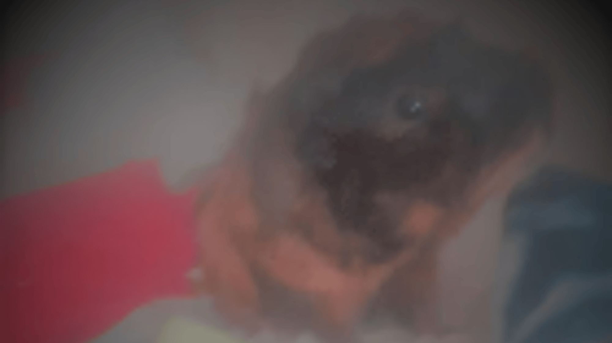 Vanya the Guinea Pig