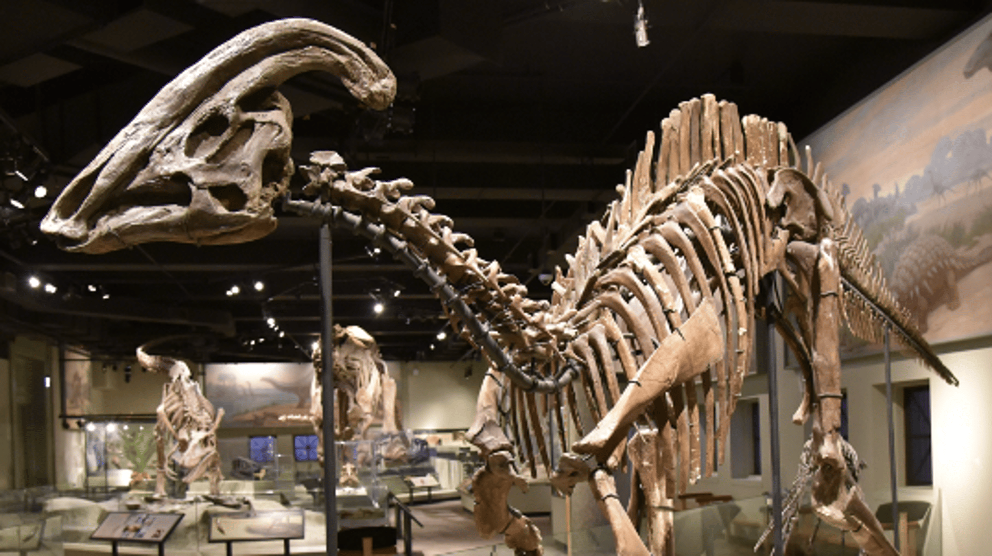 Parasaurolophus (Paige)
