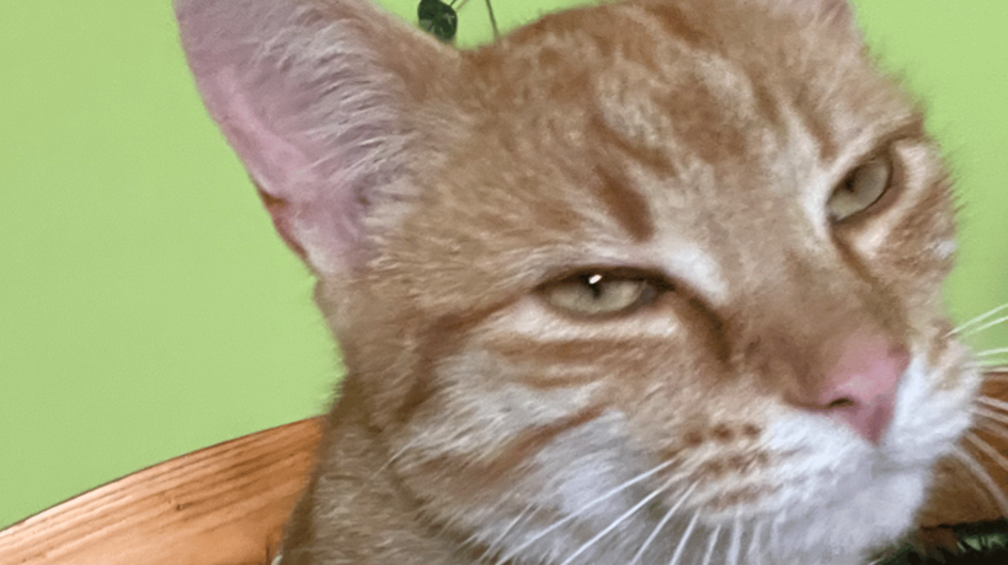 My cat- Rusty