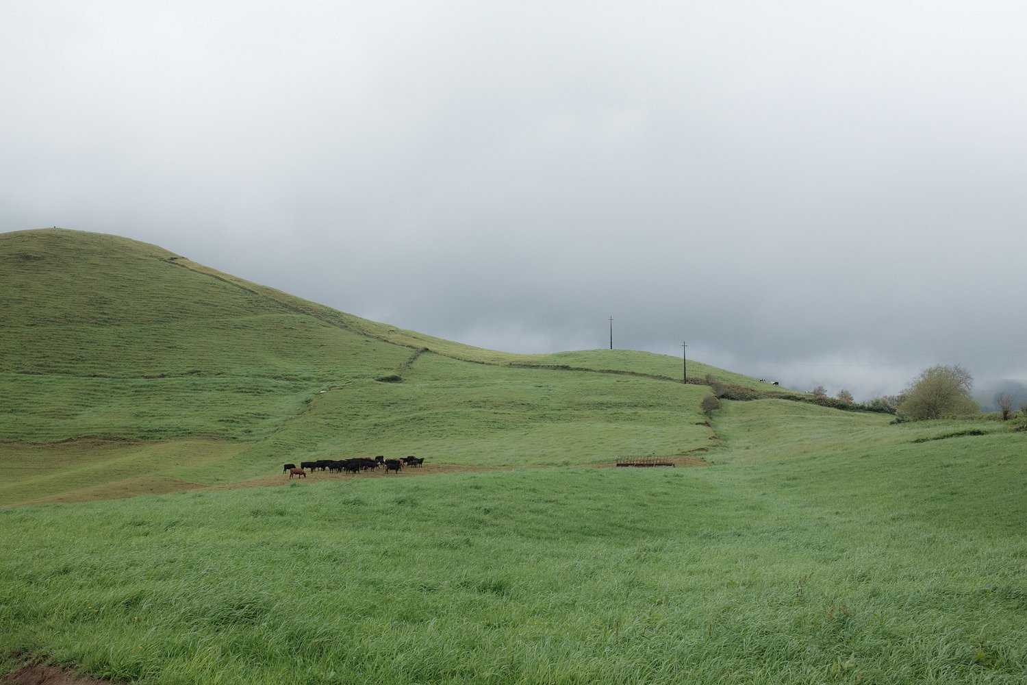 Cows in a field