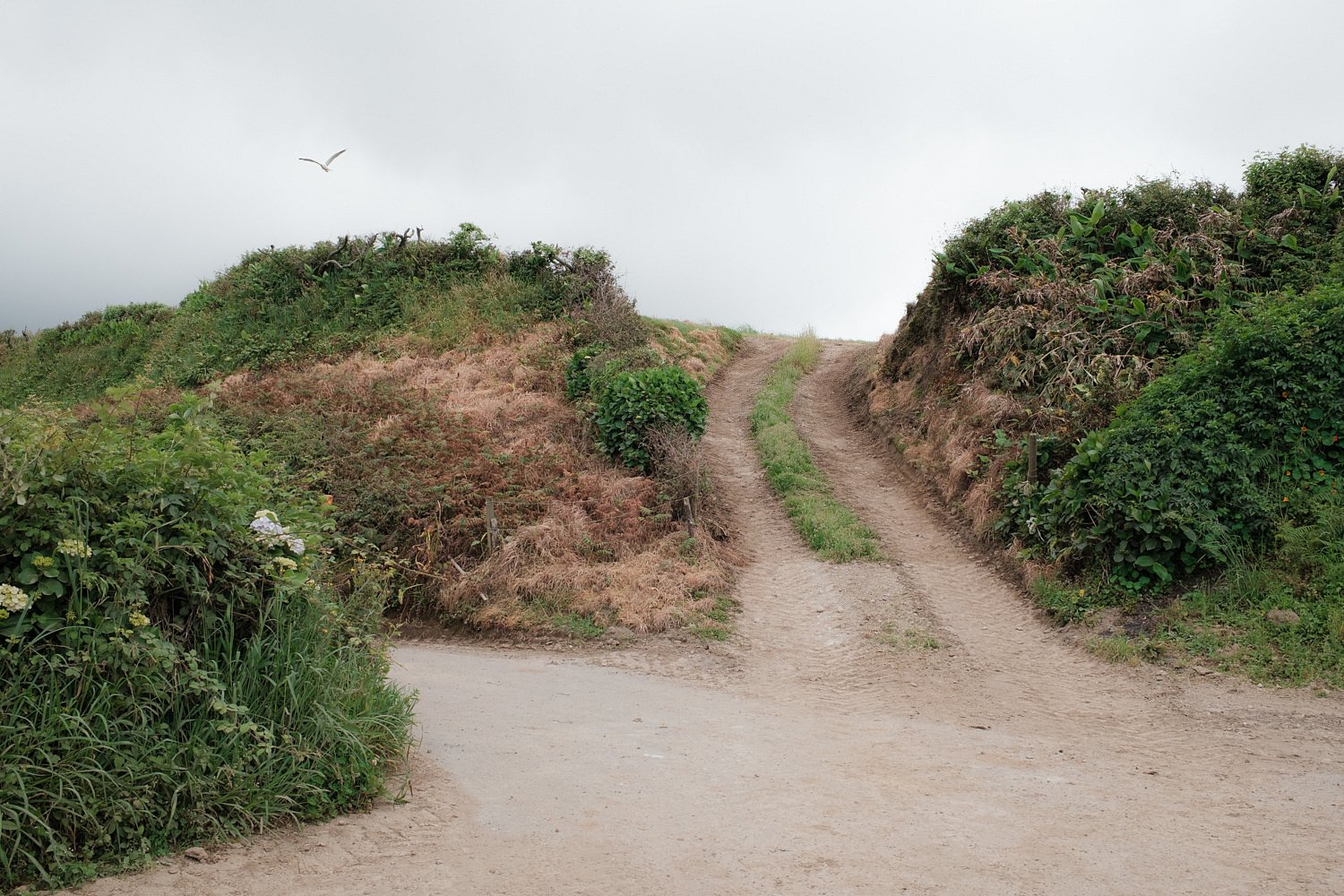 Dirt road up to farmland