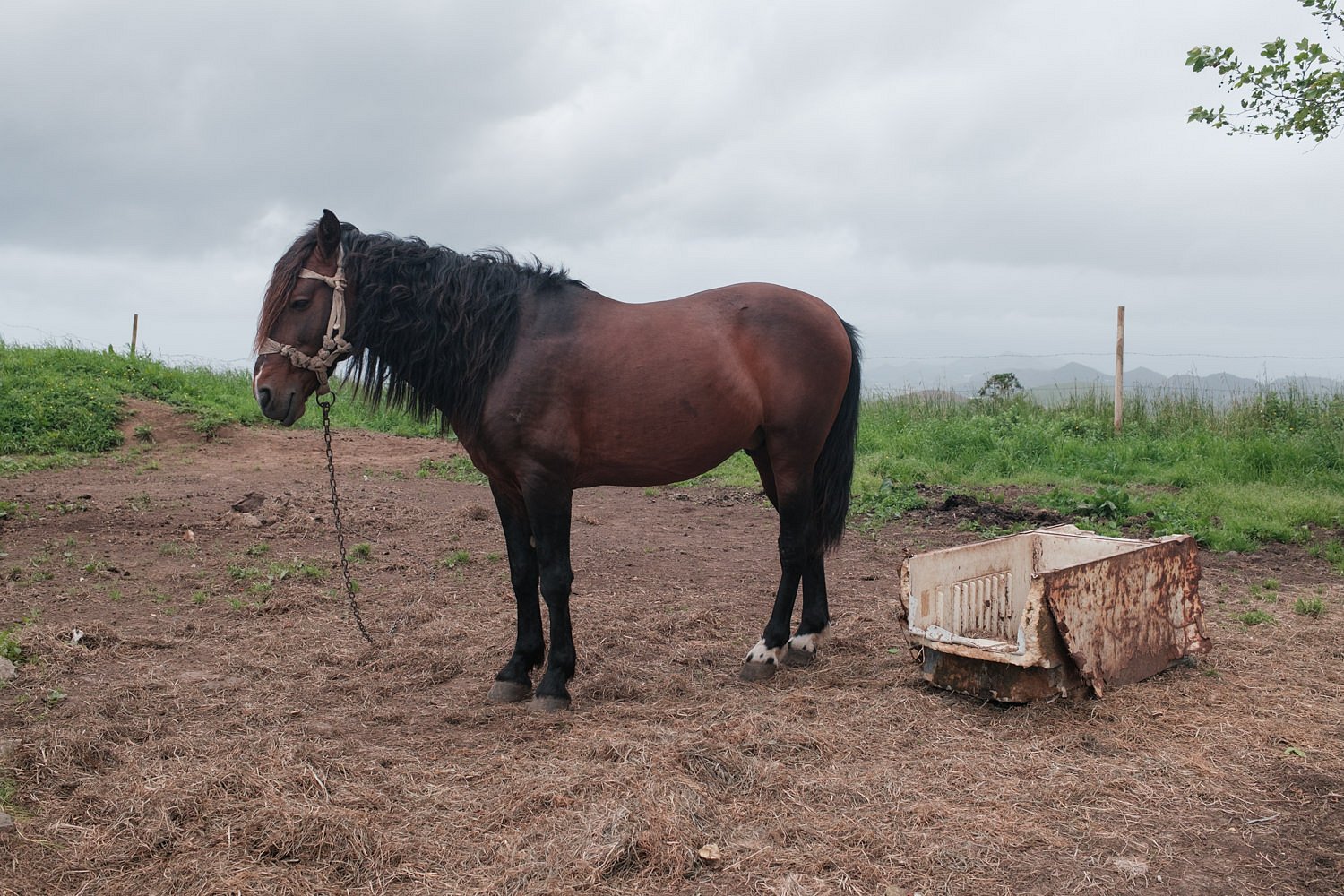 Horse