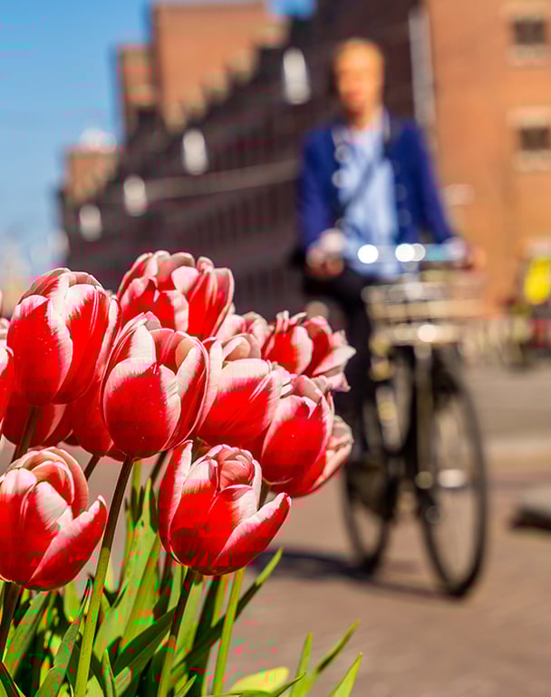 NOVOTIX - About - Tulips