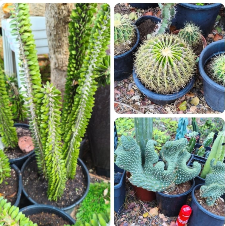 ספירלה קקטוסים וסקולנטים