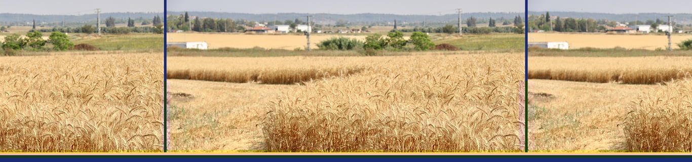 Description of the image