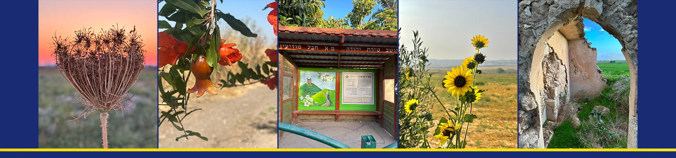 Description of the image