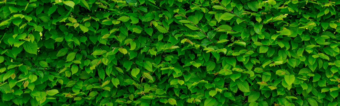 Description of the image