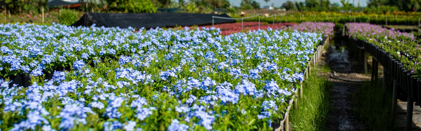 Description of the image