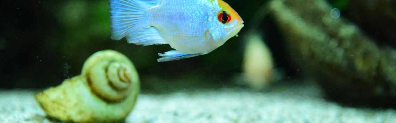 Description of the image