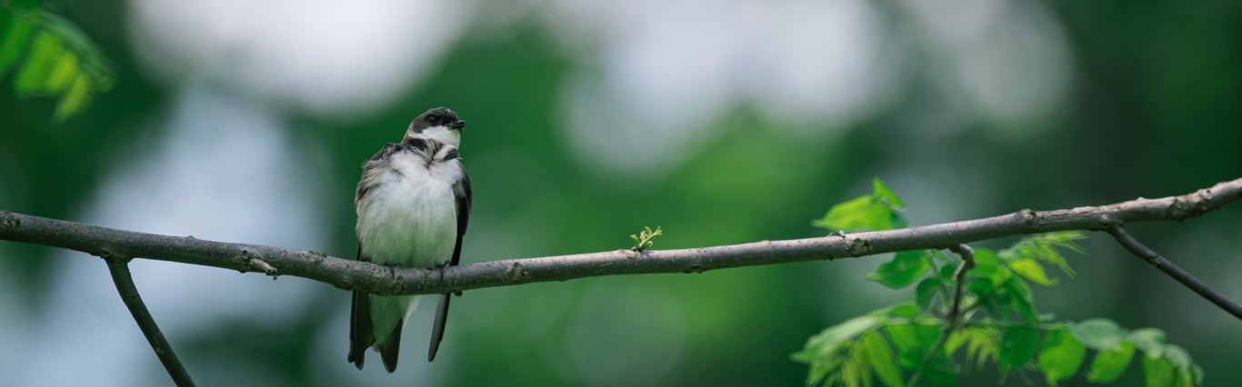 Description of the image