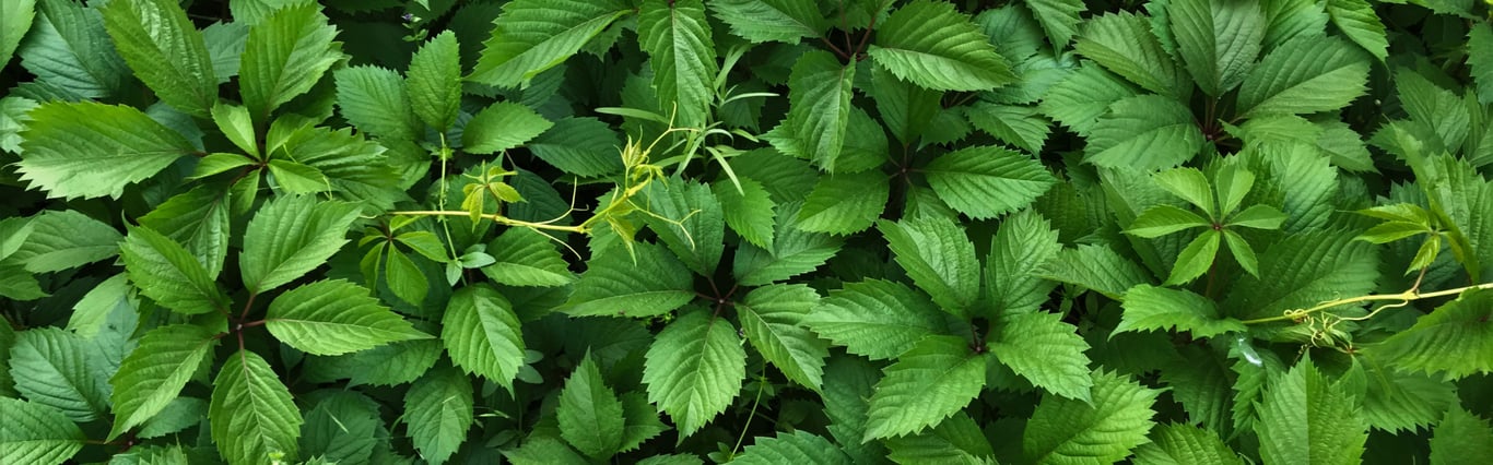 Description of the image