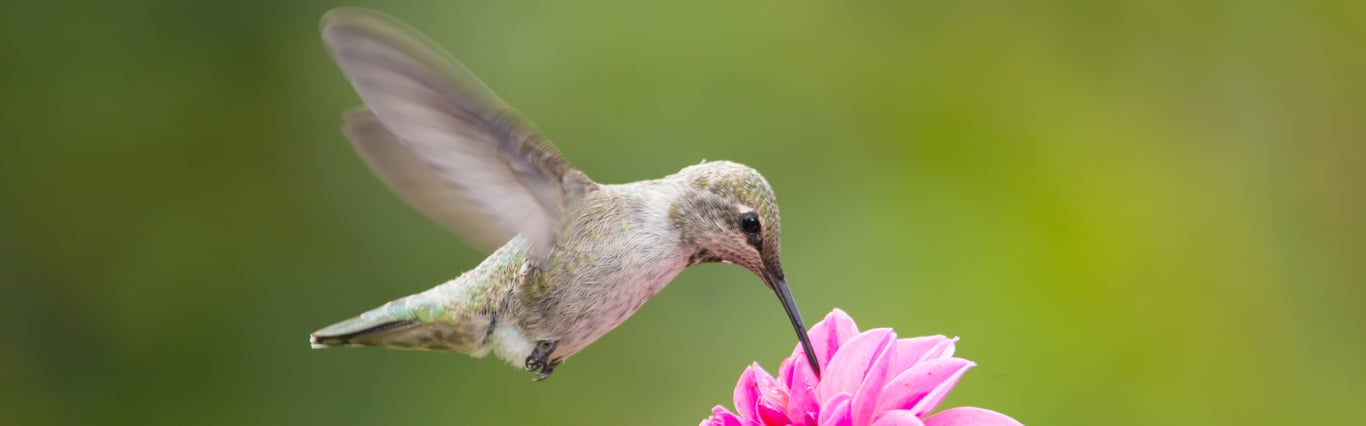 Description of the image