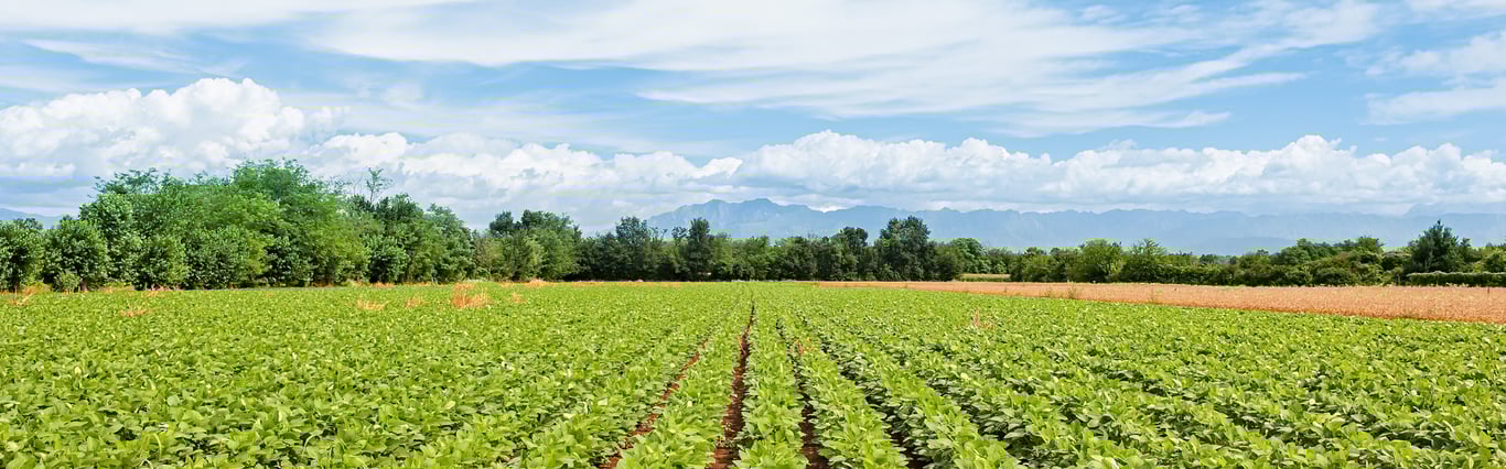 Description of the image