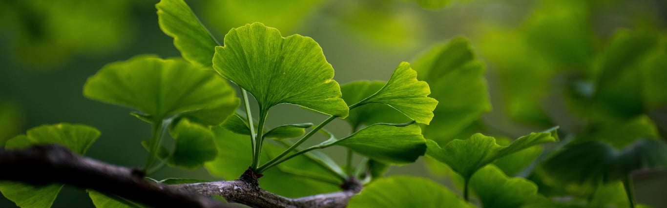 Description of the image