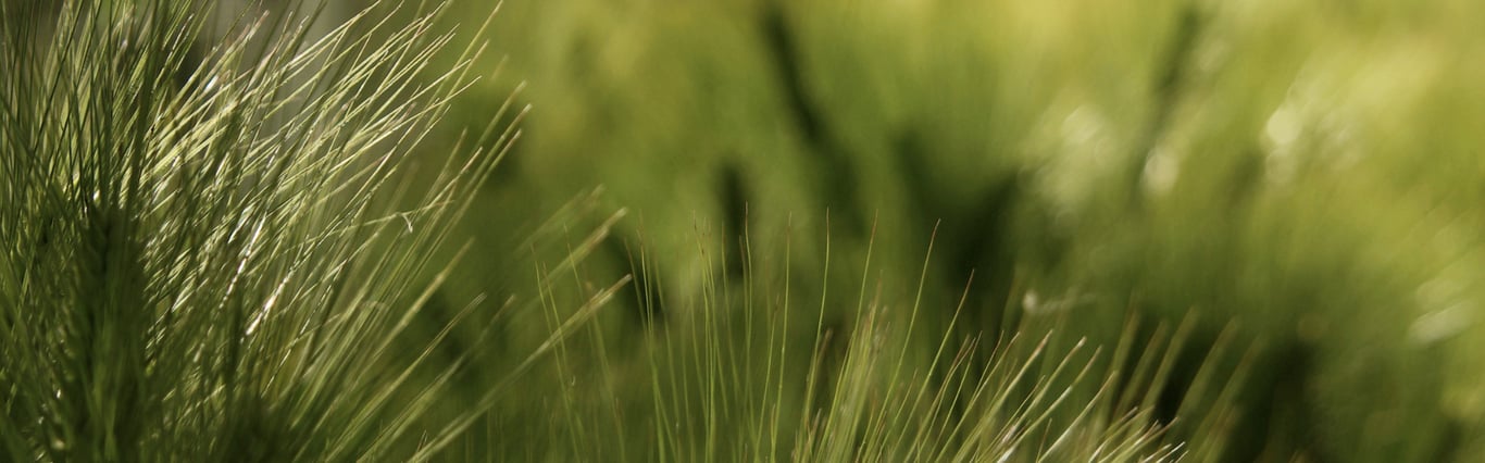 Description of the image