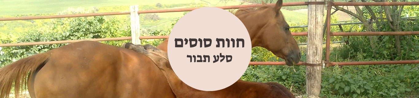 חוות סוסים סלע תבור