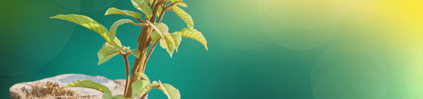 Description of the image