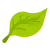 leaf-icon-1-q4qbgv36nhrgkj149p7djulys5cp3rjnizq7yadylw