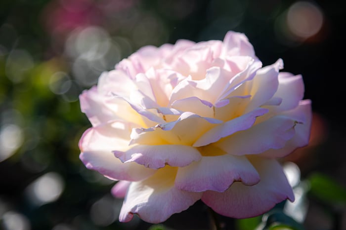 Image for Peace