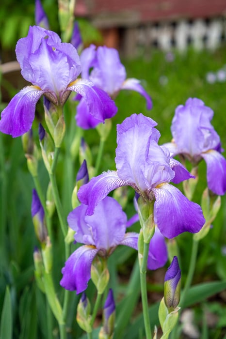 Image for Iris