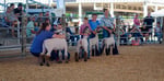 Image for Hundreds involved in fair projects