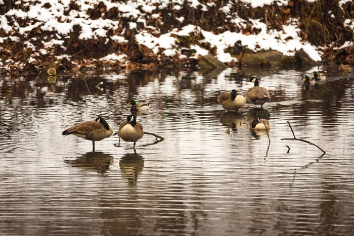 Image for Winter Waterfowl