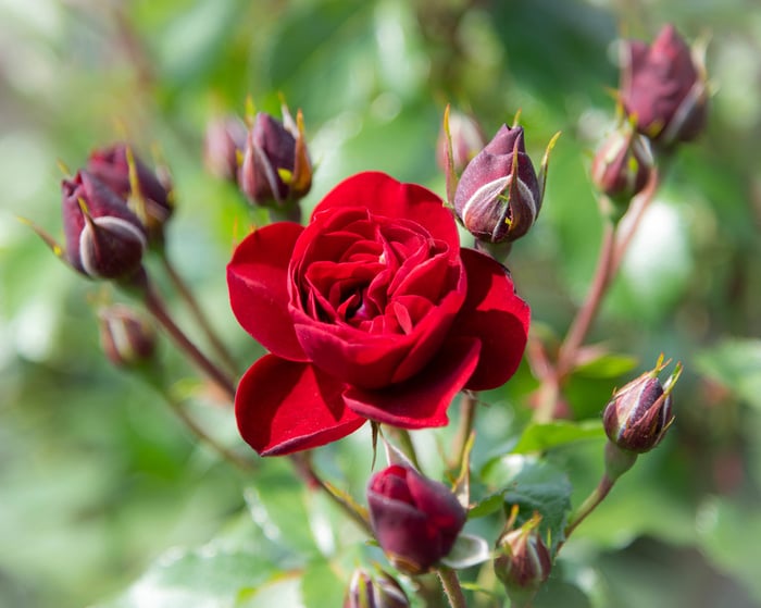 Image for Richmond Rose Garden