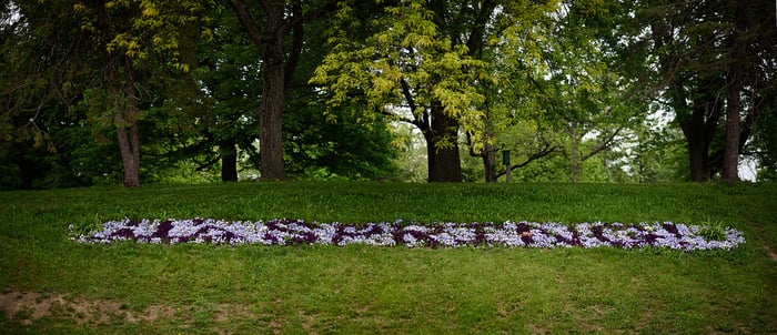 Image for Spring Flowers