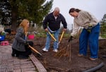 Image for PHOTOS: Volunteers make it rosy