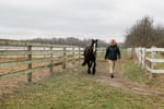 Image for Earlham College equestrian center offering summer sessions
