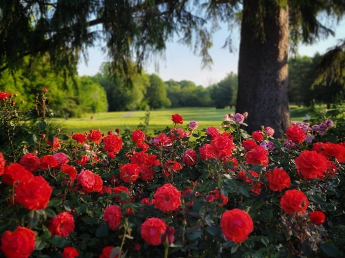 Image for Endless Blooms
