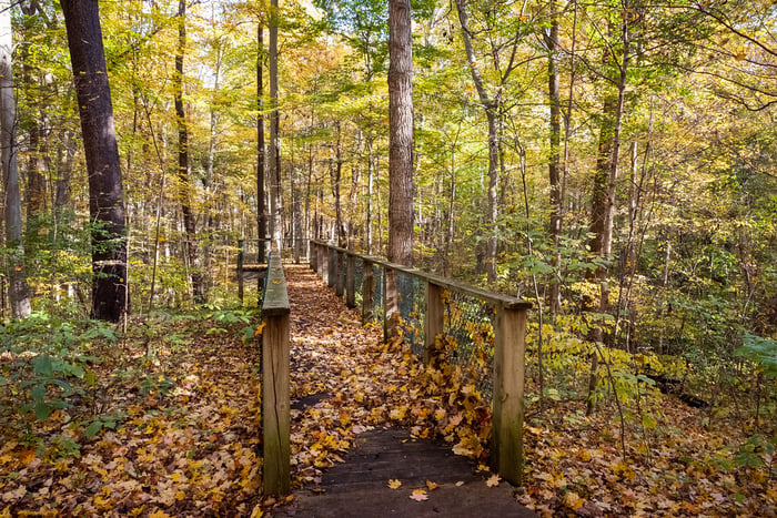 Image for Beech-Maple Forest Overlook