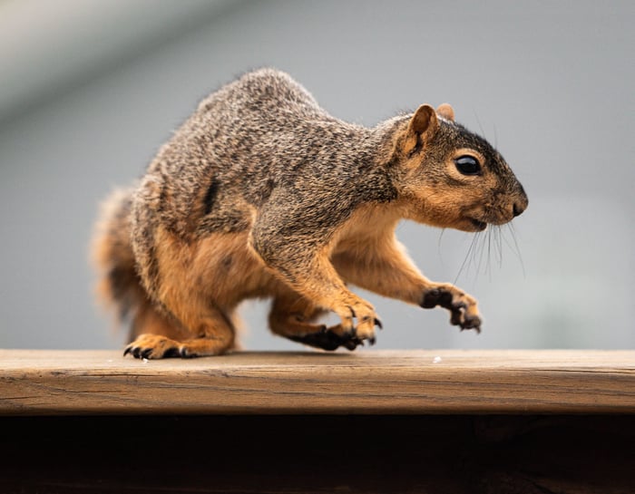 Image for Squirrel!