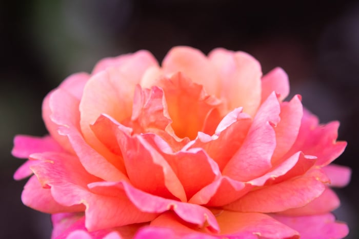Image for First Bloom and Glow 2022