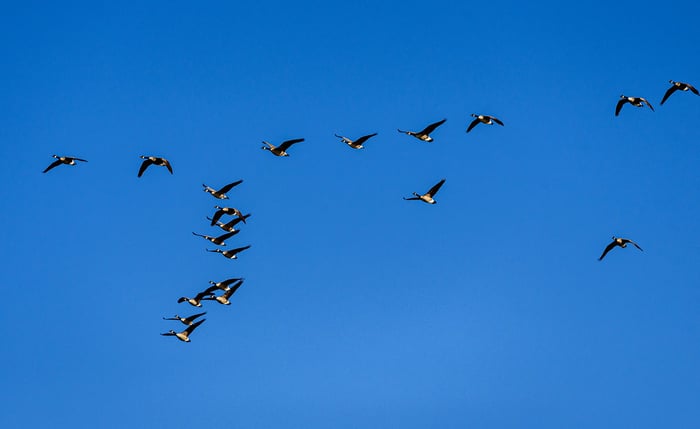 Image for Gaggle Ahead