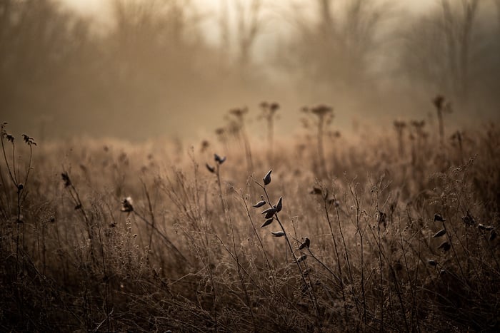 Image for February Frost